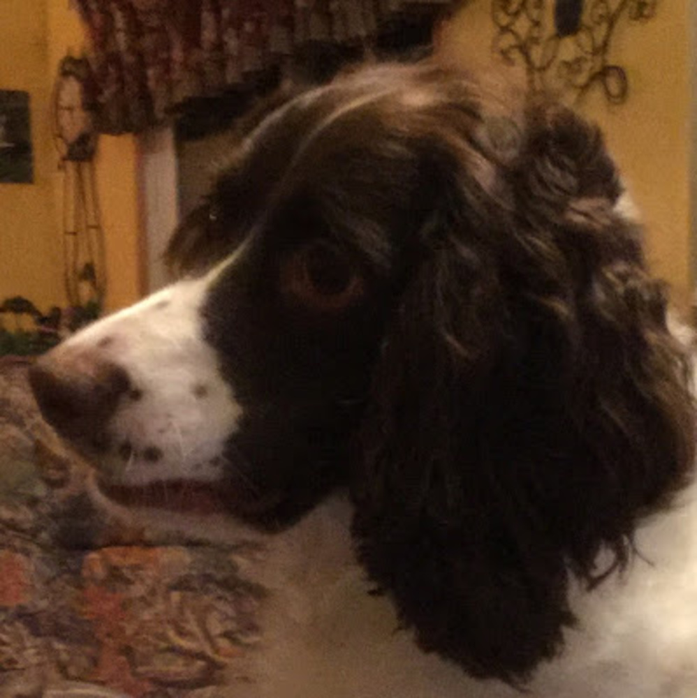 Meet your Posher, Paige